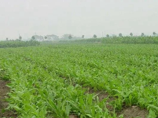 新品種牧草種子——魯梅克斯種子的播種方法 新品種牧草種子——魯梅克斯種子的播種方法