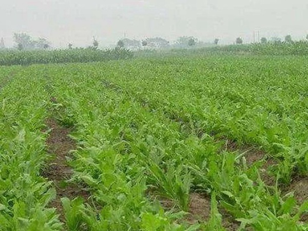 串葉松香草人工種植的時候怎么樣能高產？