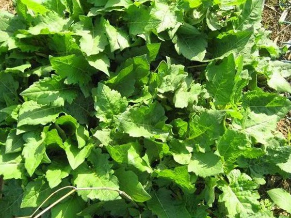 串葉松香草的營養價值以及栽培技術介紹