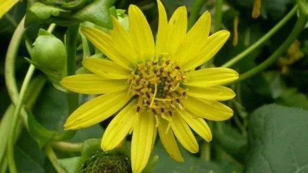 串葉松香草種植簡單,種植方法是什么 串葉松香草種植簡單,種植方法是什么