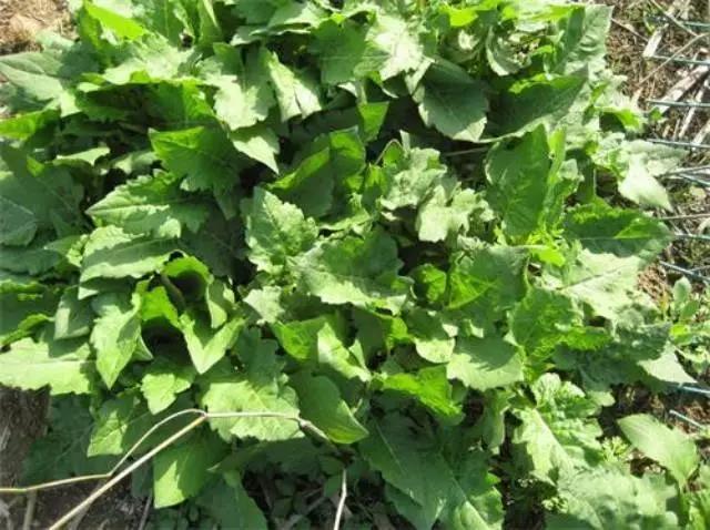 牧草養豬---串葉松香草種子栽培方法