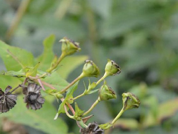 牧草種子介紹丨串葉松香草形態(tài)特征以及主要價值 牧草種子介紹丨串葉松香草形態(tài)特征以及主要價值