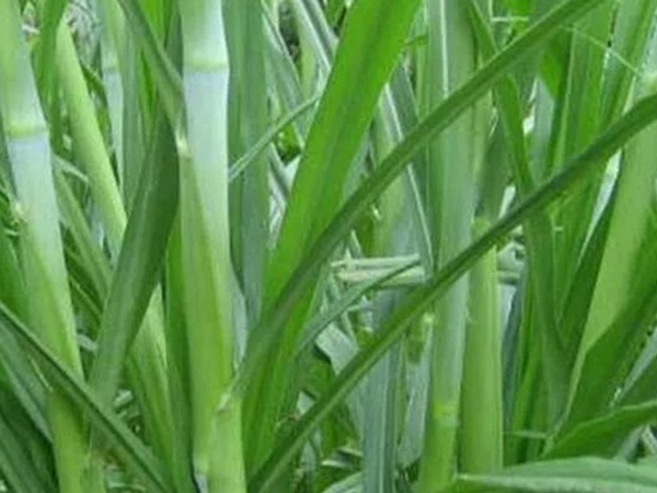 象草是一種高價值的飼料，種植栽培方法是什么