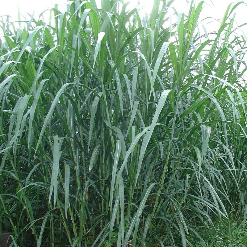 甜象草與皇竹草兩者有什么區別