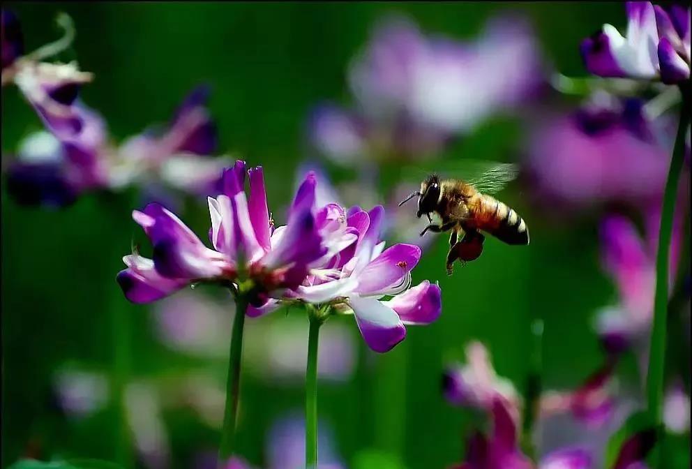 美麗的紫云英播種方法以及管理技術