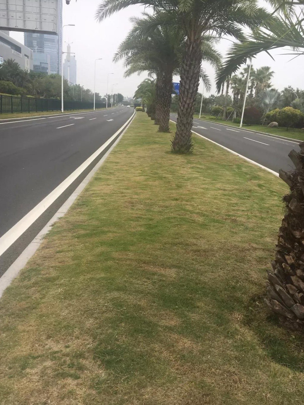 一年生黑麥草秋冬季補播種技術以及養護方法