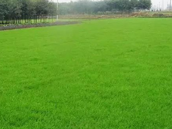 黑麥草應該怎么樣補播比較好? 黑麥草應該怎么樣補播比較好?