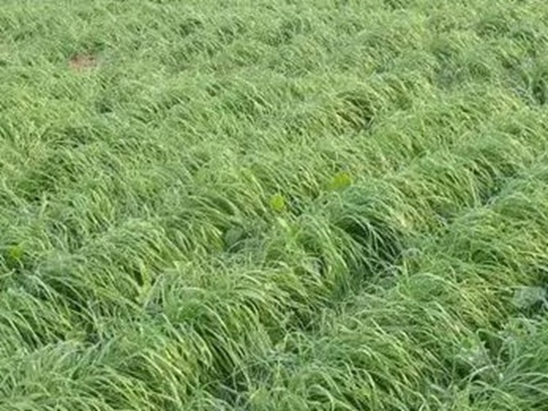 一年生黑麥草特高栽培技術與收割利用