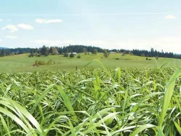 高產優質牧草一年生黑麥草品種—牧大師（Grazemaster）