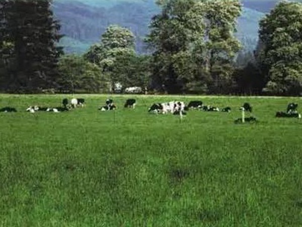 超越冬一年生黑麥草—冬鷹（Winter Hawk）耐寒能力強