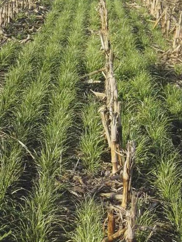 超越冬一年生黑麥草—冬鷹（Winter Hawk）耐寒能力強