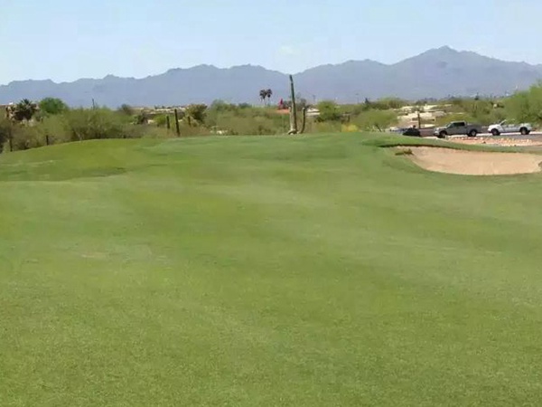 草坪型一年生黑麥草——突破(BREAKOUT WITH STT) 草坪型一年生黑麥草——突破(BREAKOUT WITH STT)