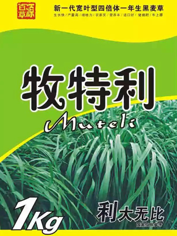 一年生黑麥草牧草品種—牧特利