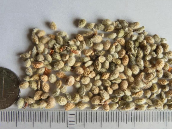 花棒主要價值，適合什么樣的環境下生長