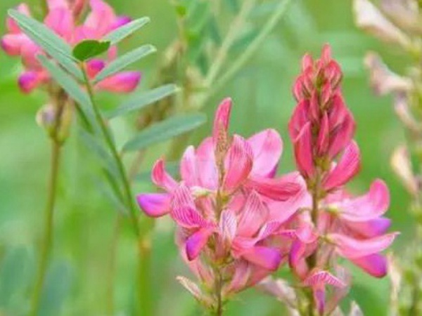 紅豆草莖點霉葉斑病及其防治