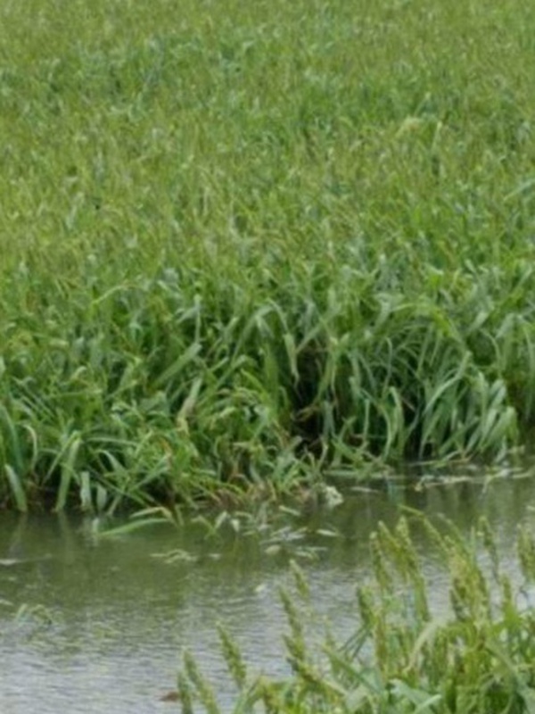 小米草的種植要求之小龍蝦養殖要求