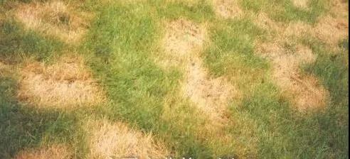 草坪常見蟲害，防治技巧有哪些