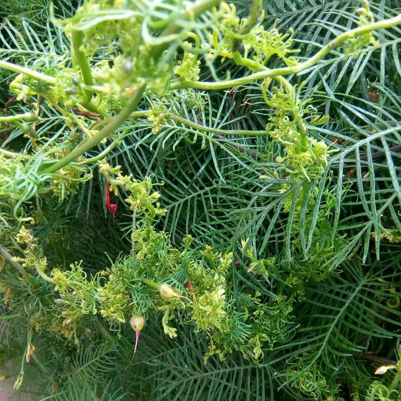 羽葉蔦蘿 羽葉蔦蘿