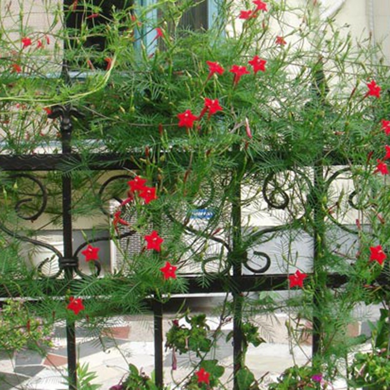 羽葉蔦蘿 羽葉蔦蘿