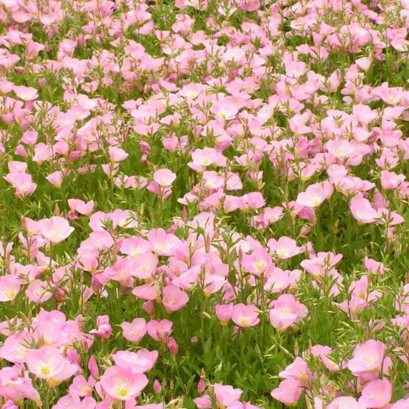 美麗月莧草 美麗月莧草