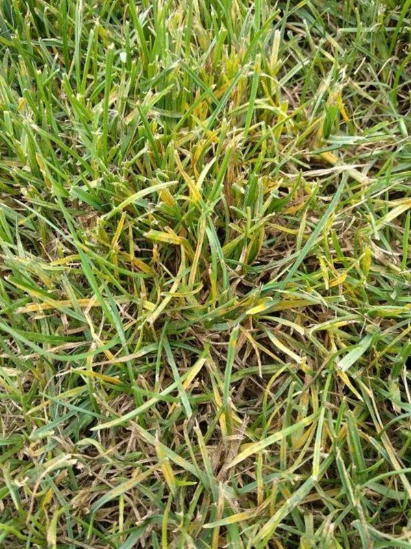 園林植保︱草坪銹病的發生及如何防治