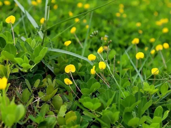如何草坪除草,一定要用“草坪專用除草劑”? 如何草坪除草,一定要用“草坪專用除草劑”?