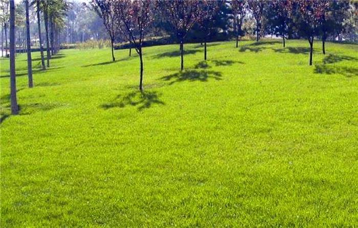 長三角地區冬季混播草坪養護技術與管理方法