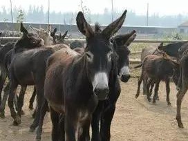 哪些牧草種子養驢比較好?種植率比較高? 哪些牧草種子養驢比較好?種植率比較高?