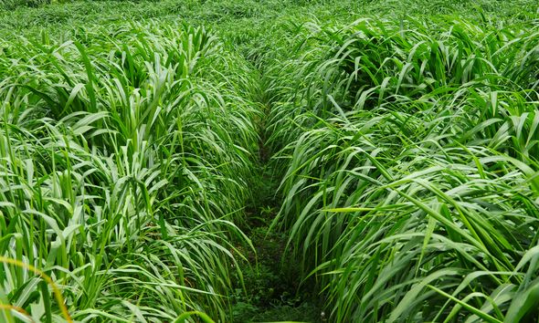 養(yǎng)牛最適合種植什么牧草比較好？種植方法是什么？