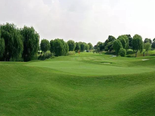 公路護(hù)坡常用草坪種子——高羊茅