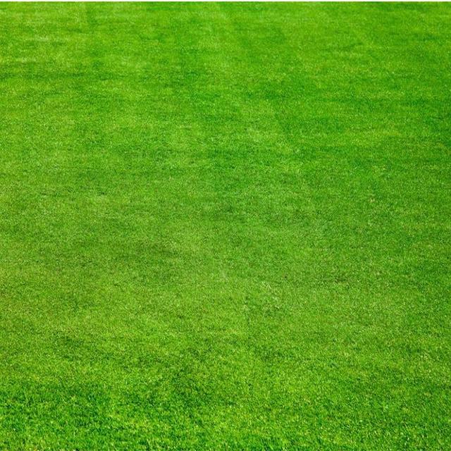 草坪綠化中的王者，護坡能力強大的的剪股穎草種