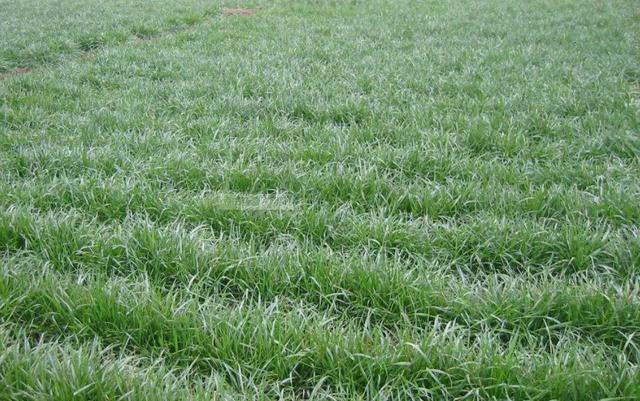 一次種植,多次收益的優質牧草——多年生黑麥草 一次種植,多次收益的優質牧草——多年生黑麥草