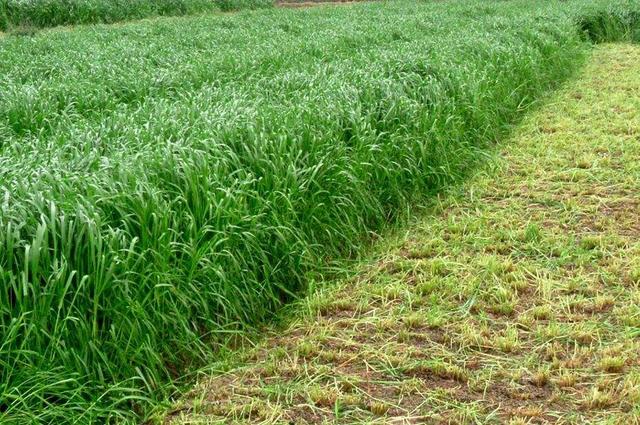 黑麥草的適用范圍有哪些 黑麥草的適用范圍有哪些