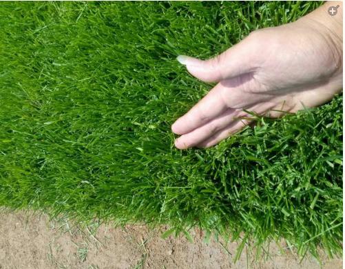 早熟禾草坪雜草發(fā)生規(guī)律及處理方案! 早熟禾草坪雜草發(fā)生規(guī)律及處理方案!