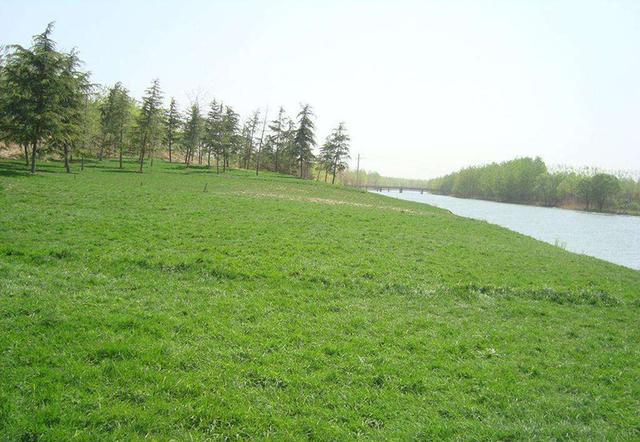 生命力頑強、耐踐踏又美觀的狗牙根草坪