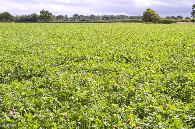 想要紅三葉牧草產(chǎn)量高,應(yīng)該怎么做? 想要紅三葉牧草產(chǎn)量高,應(yīng)該怎么做?