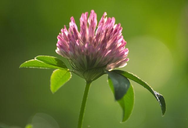 紅三葉種植技術(shù)介紹，多樣用處的三葉草