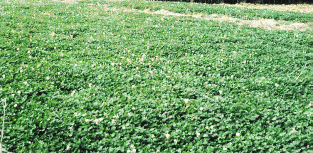 白三葉的種植技術(shù)，什么時(shí)候種植比較合適