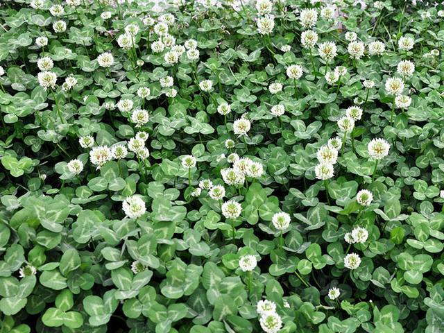 綠化草坪種子種植，白三葉的有點有哪些