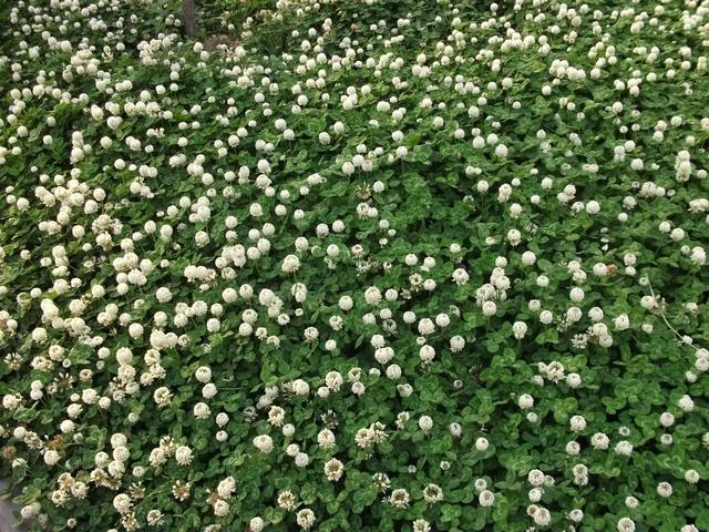 白三葉應該怎么種植？需要哪幾個步驟？