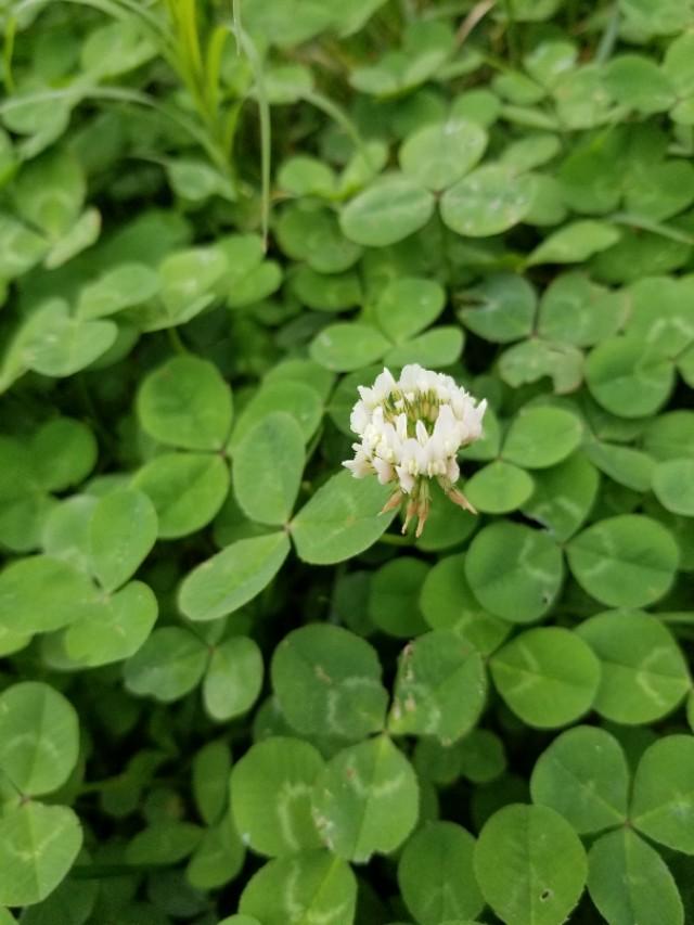 白三葉和紅花酢漿草識別技術要點有哪些