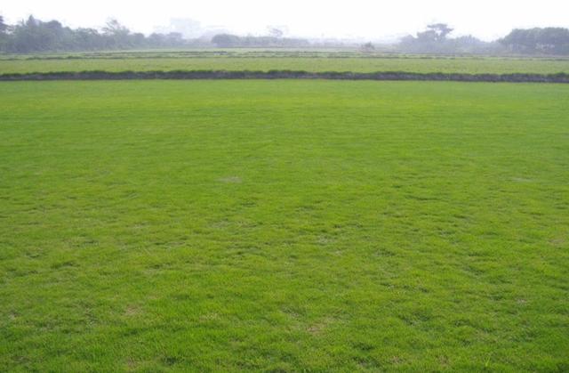 結縷草草坪草的經濟價值及其種植管理技術 結縷草草坪草的經濟價值及其種植管理技術