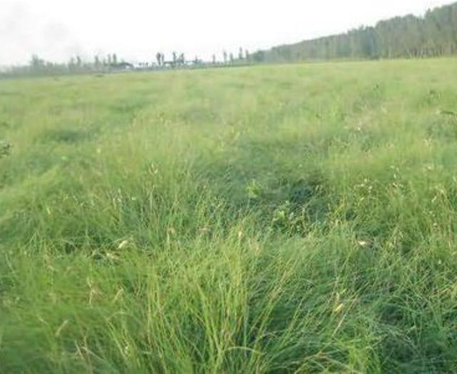 野牛草種植技術以及養護管理方法有哪些 野牛草種植技術以及養護管理方法有哪些