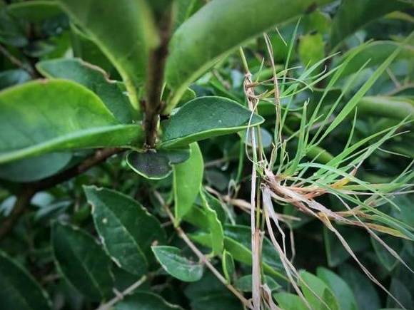 生命力頑強的草,它的名字盡然叫“狗牙根” 生命力頑強的草,它的名字盡然叫“狗牙根”