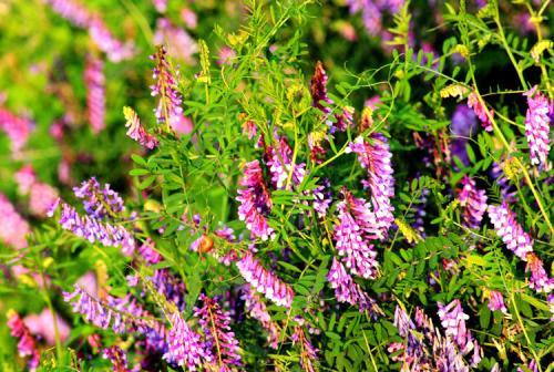毛苕子的種植技術(shù)介紹以及播種時(shí)間 毛苕子的種植技術(shù)介紹以及播種時(shí)間