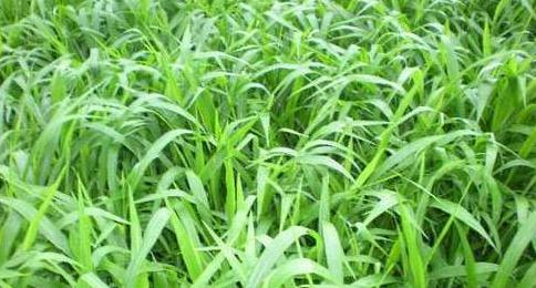 南方適合種植的牧草寬葉雀稗種子，喂牛適合的牧草種子