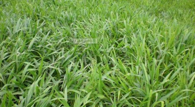 南方適合種植的牧草寬葉雀稗種子，喂牛適合的牧草種子