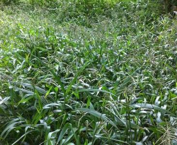 南方地區(qū)適宜種植的牧草---寬葉雀稗