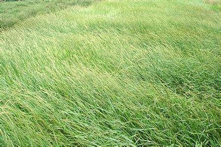 想種植披堿草,又不知道種植方法,這有幾個(gè)方法 想種植披堿草,又不知道種植方法,這有幾個(gè)方法