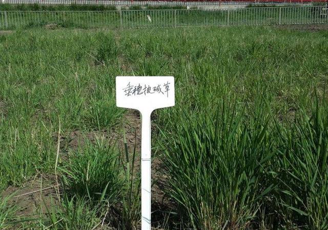 耐活堿草農作物,要知道它的生物特性,種植起來很簡單 耐活堿草農作物,要知道它的生物特性,種植起來很簡單